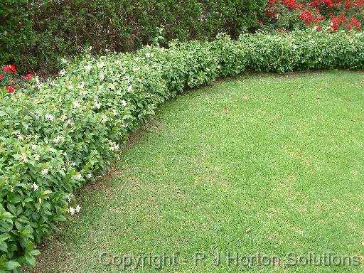 Star Jasmine Ground cover 